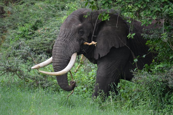 5 Days Tarangire ,Serengeti.Ngorongoro and Lake Manyara - Cancellation Policy