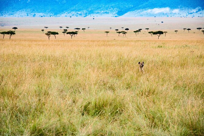 5-days Tarangire-Serengeti-Ngorongoro Safari - Tarangire National Park