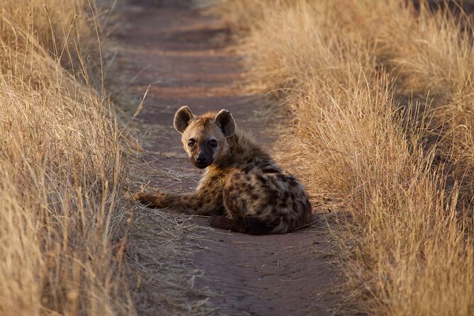 5-days Tarangire-Serengeti-Ngorongoro Safari - Wildlife Encounters