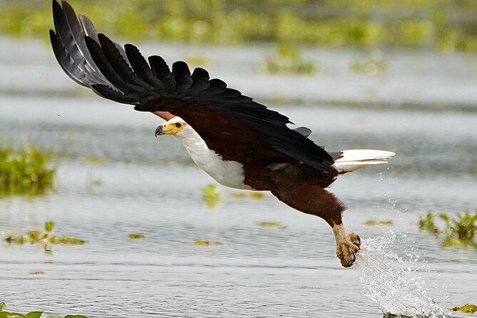 5 Days Thrilling Safari in Maasai Mara Lake Nakuru, Lake Naivasha , Kenya - Maasai Mara Game Drive Experience