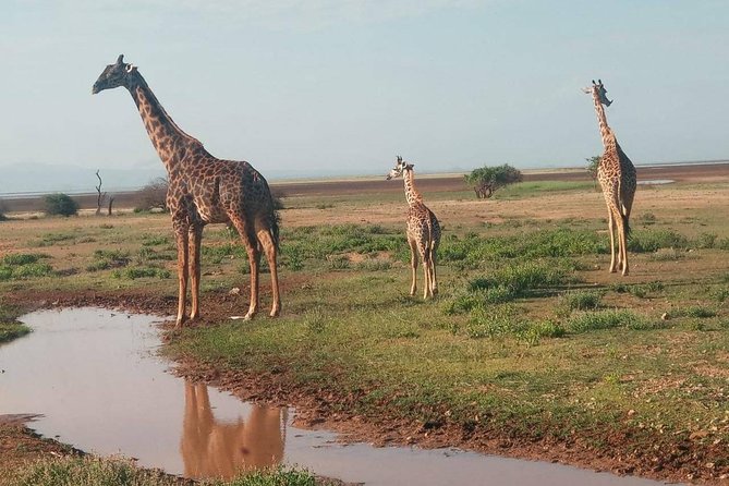 5 Days Thrilling Safari in Maasai Mara Lake Nakuru, Lake Naivasha , Kenya - Exploring Lake Naivasha Adventures