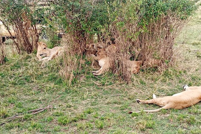 5 Days Thrilling Safari in Maasai Mara Lake Nakuru, Lake Naivasha , Kenya - Frequently Asked Questions