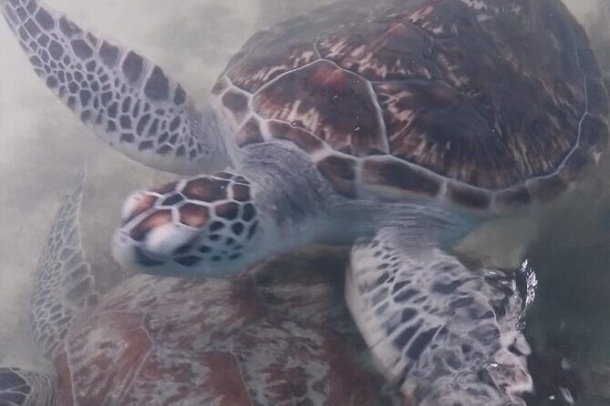 5 Days Tour in Sri Lanka with Transfer and Accommodation - A 5-DAY JOURNEY THROUGH SRI LANKA’S ICONS  