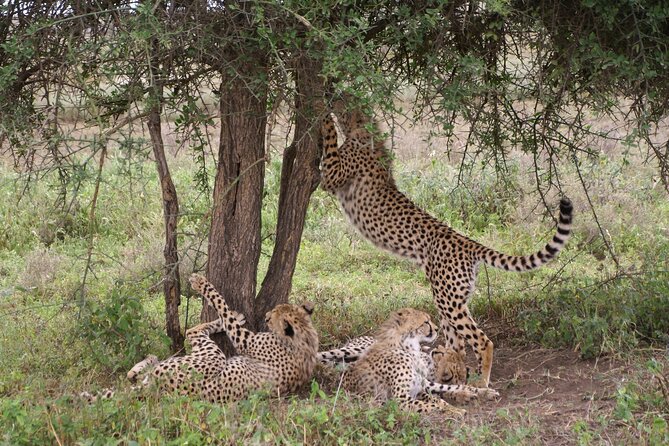 5 Days Tour Tarangire, Serengeti, Ngorongoro Crater & Lake Manyara Park-Midrange - The Sum Up