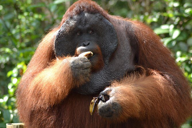 5 Days Truly Orangutan Wildlife Jungle Trail - The Overall Experience