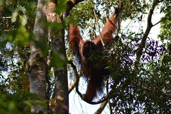 5 Days Truly Orangutan Wildlife Jungle Trail - Day 3: Jungle Trek and Tent Camping