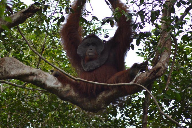5 Days Truly Orangutan Wildlife Jungle Trail - Practical Details and Value