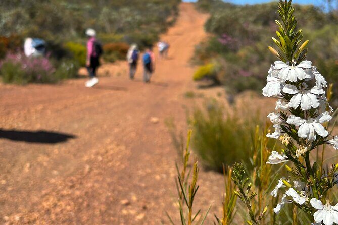 5 Days Walking with Wildflowers - Fitzgerald Biosphere - The Value of This Tour