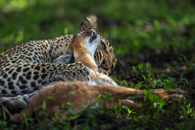 5 Days Wildlife Adventure - Frequently Asked Questions
