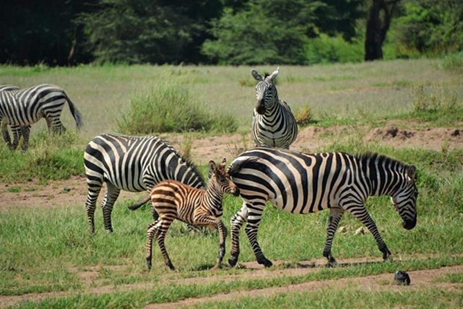 5 Days Wildlife Adventure - Mombasa - Good To Know