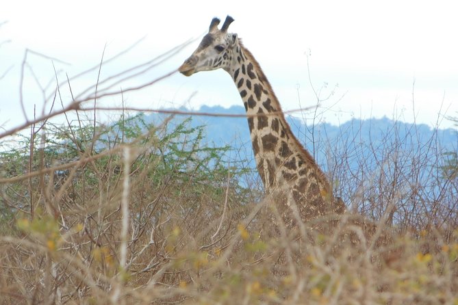 5 Days Wildlife Adventure - Mombasa - Booking Process