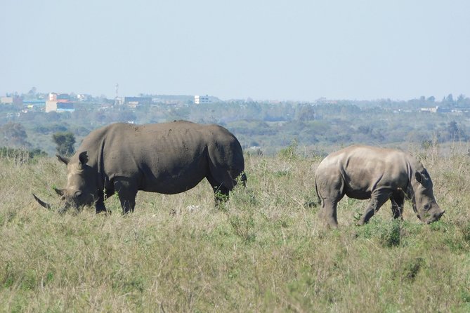 5 Days Wildlife Adventure -Nairobi - Traveler Requirements