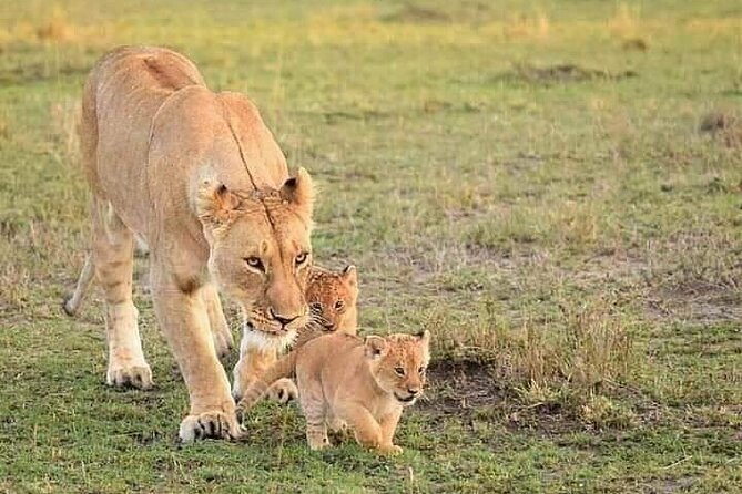 5 Days Wildlife Midrange Safari to Tarangire, Serengeti, Ngorongoro and Manyara - Wildlife Encounters