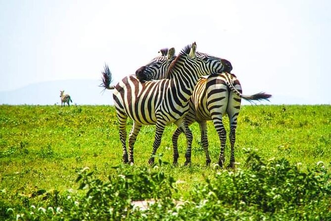 5 Days Wildlife Midrange Safari to Tarangire, Serengeti, Ngorongoro and Manyara - Frequently Asked Questions