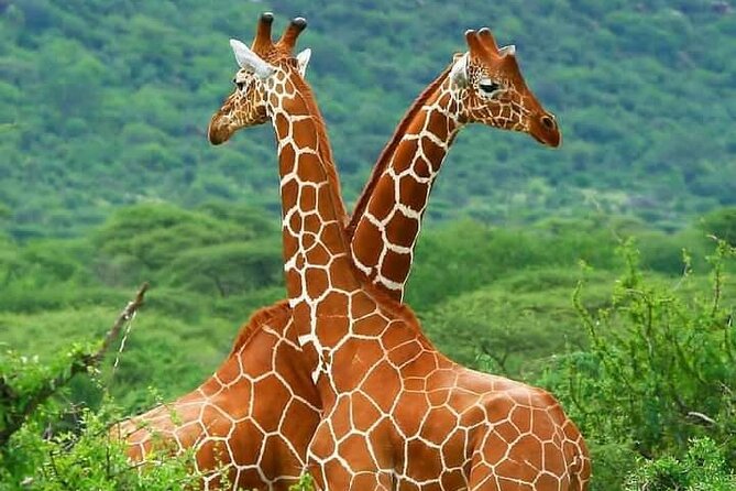 5 Days Wildlife Midrange Safari to Tarangire, Serengeti, Ngorongoro and Manyara - The Sum Up