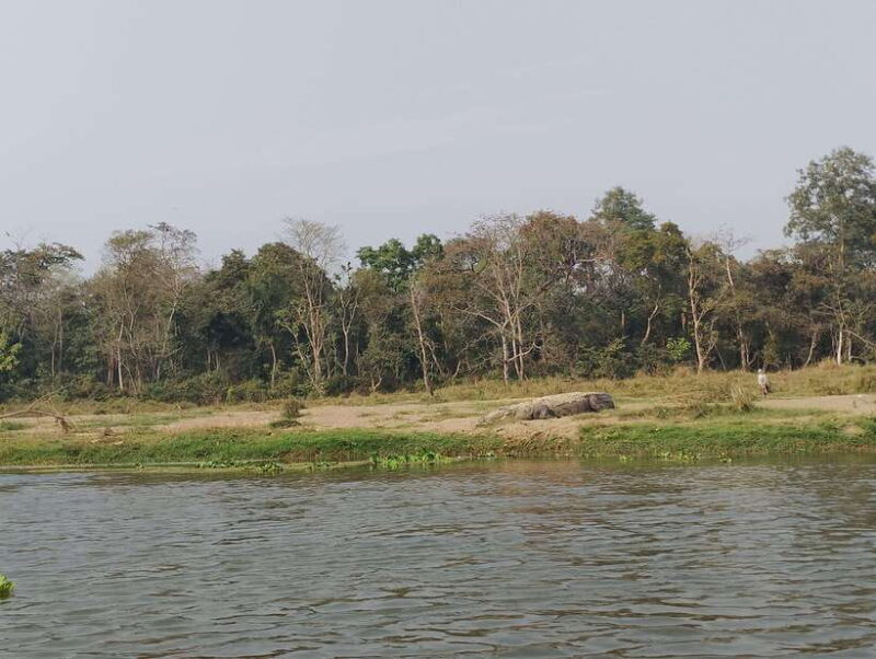5 Days with One Tower Night Stay in Chitwan National Park - Day 4: Birdwatching & Cultural Encounters