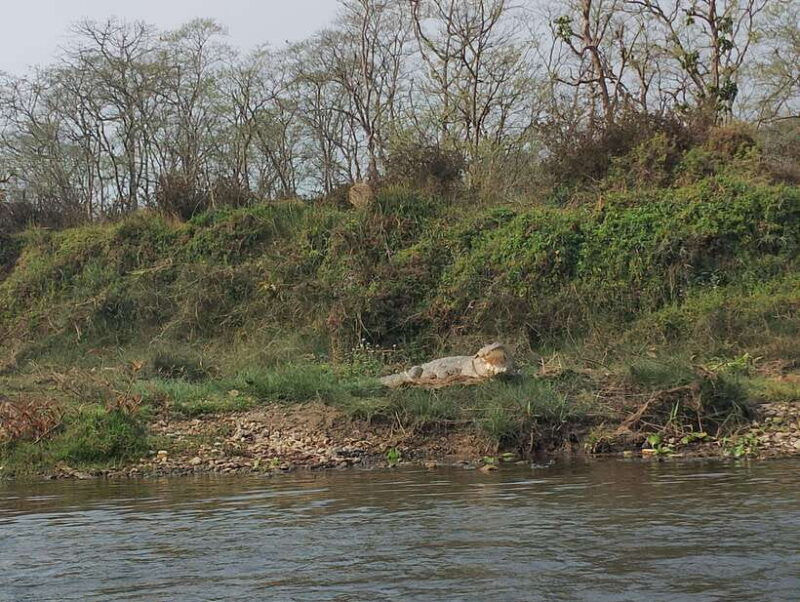 5 Days with One Tower Night Stay in Chitwan National Park - Practical Tips