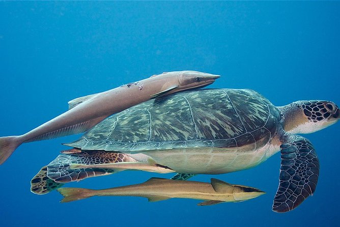 5 Dive Scuba Diving Package in Roatan - Overview of Roatans Dive Scuba Diving Package