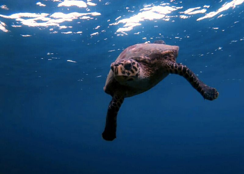 5 Dives Delight: Koh Phi Phis Underwater Secret with PADI 5* center - Certification, health, and age rules