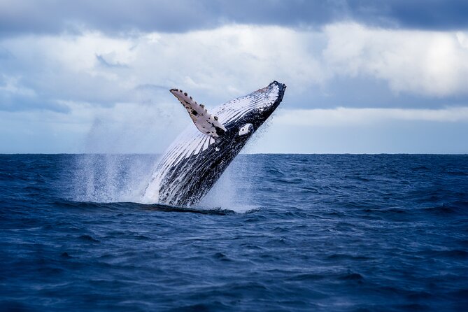 5-Hour Guided Sunset Boat Tour in Tamarindo Costa Rica - Tour Details
