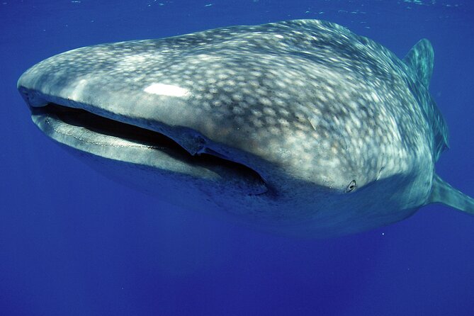 5 Hour Kona Private Boat Charter - Pricing and Booking Details