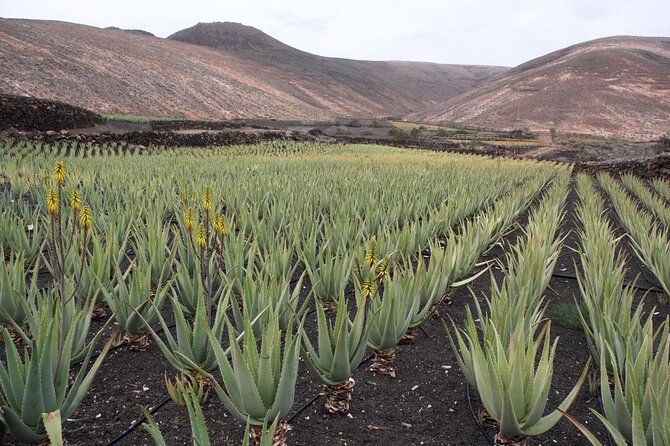 5-Hour Road to San Nicolas Culture Heritage E-Bike Aruba - Traveler Experience