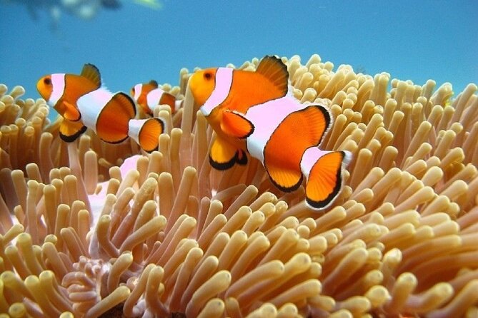 5 Hours Bali Blue Lagoon Snorkeling Tour Including Tanjung Jepun - Customer Reviews