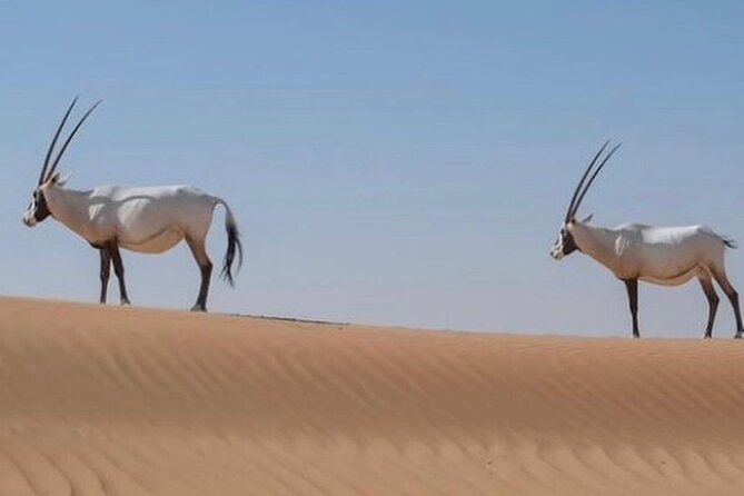 5 Hours Guided Sunrise Desert Drive With Breakfast in Dubai - Guided Tour and Vehicles