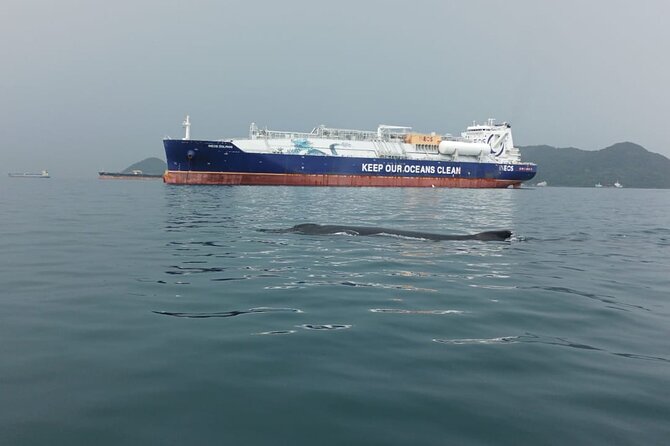 5 Hours Whale Watching Experience From Panama City - Participant Information