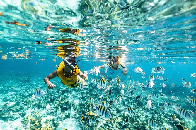 5-In-1 Cancun Snorkeling Tour:Swim With Turtles, Reef, Musa,Shipwreck and Cenote - Inclusions and Pickup Details