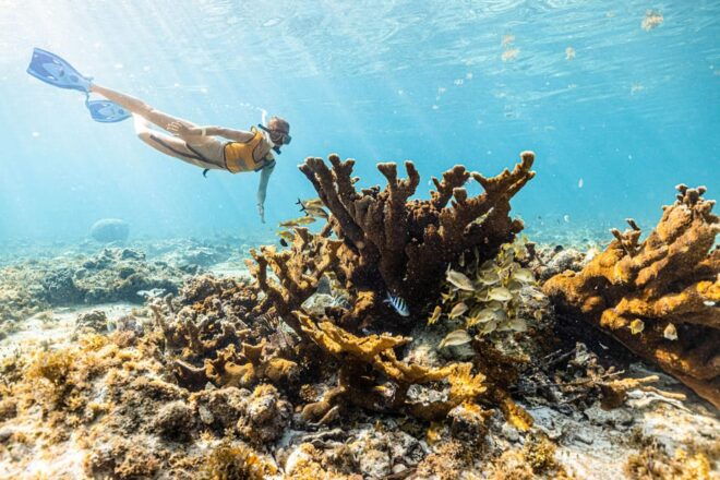 5 in 1 Snorkeling Boat Experience in Cancun - Coral Reef