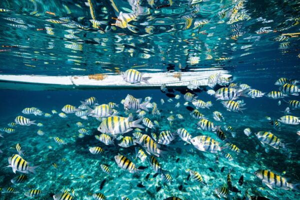5 in 1 Snorkeling Boat Experience in Cancun - Cenote Dive