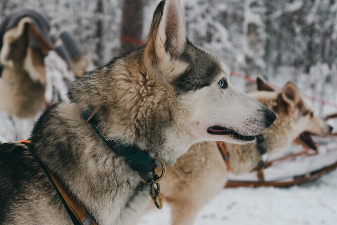 5 Km Husky Sleigh Ride in Rovaniemi - Tour Details