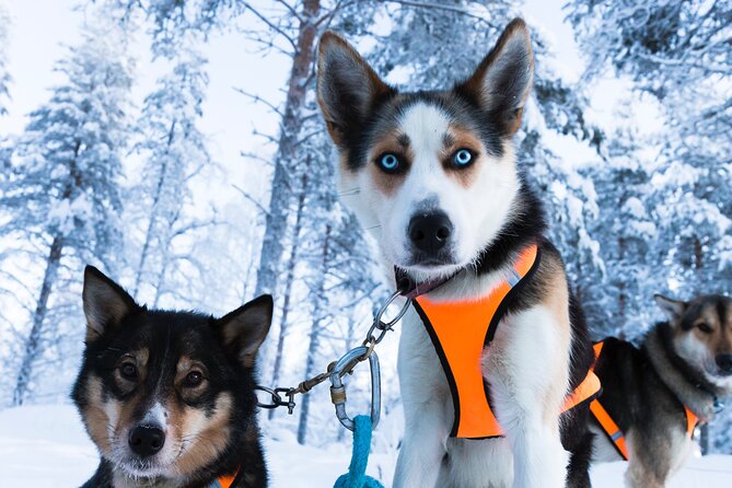 5 Km Husky Sleigh Ride in Rovaniemi - Meeting and Pickup