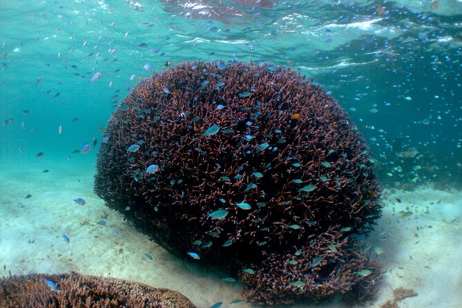 5 Night Ningaloo Reef Ningaloo Escape From Coral Bay - Common Questions