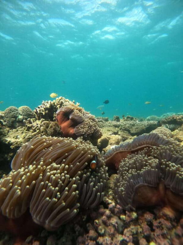 5 Secret Gili Boat Trip & Snorkeling in Southwest Of Lombok - What Does Snorkeling and Marine Life Look Like?