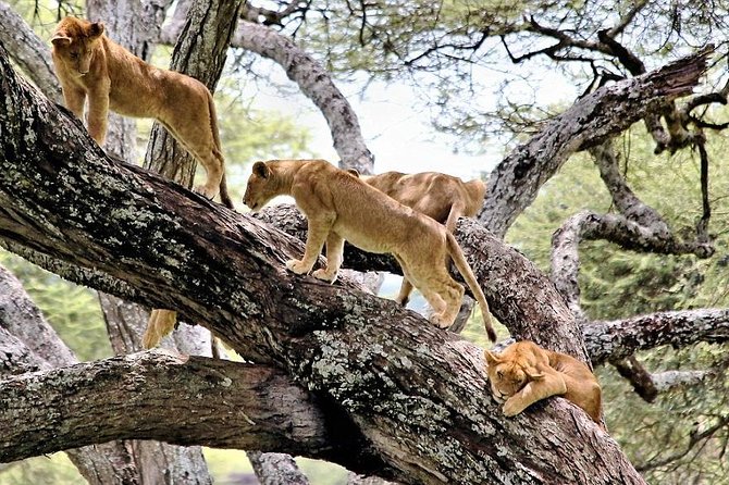 5Days Tanzania Camping Safari to Lake Manyara Serengeti and Ngorongoro Crater From Arusha - Important Trip Information