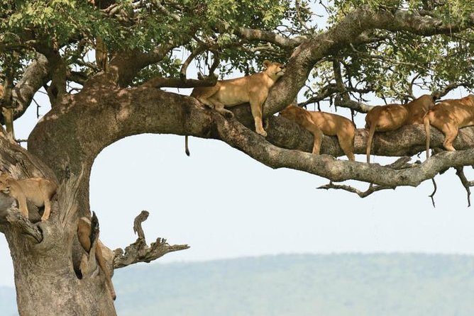 5Days Tanzania Camping Safari to Lake Manyara Serengeti and Ngorongoro Crater From Arusha - The Sum Up