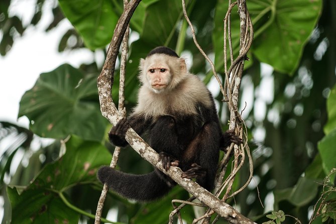 5hr Combo-Panama Canal Boat Safari & Jungle Walk W/ Local Brunch - Price and Booking Details