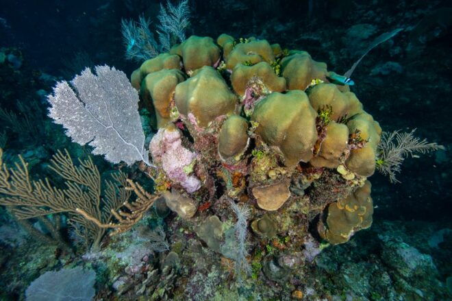 5hs Snorkel Trip: Bird Island, Manatee Reserve & Marine Park - Group Size and Languages