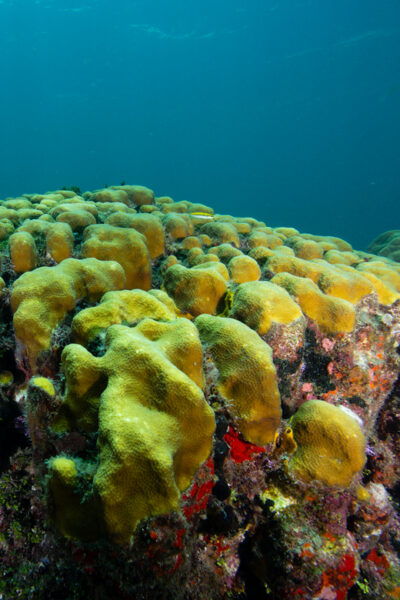 5hs Snorkel Trip: Bird Island, Manatee Reserve & Marine Park - Frequently Asked Questions