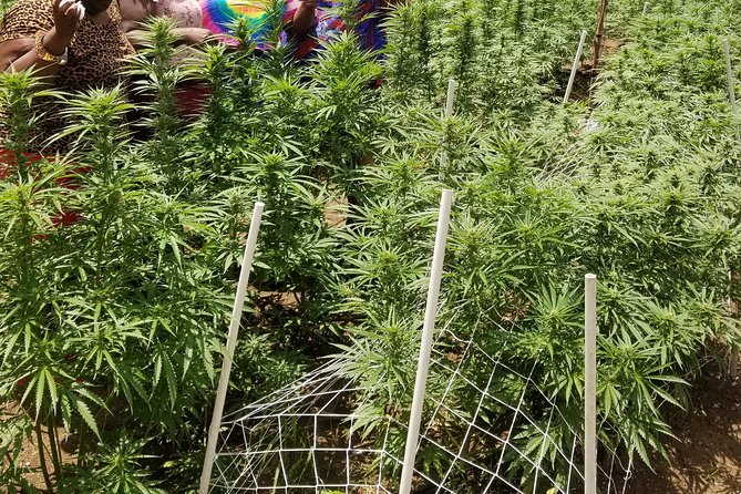 6. Bob Marley 9miles/Dunns River Private Tour(420 Friendly)Final Resting Place - Traveler Photos and Reviews