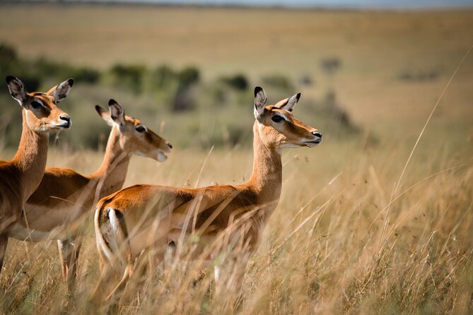 6-Day 5 Nights Masai Mara, Lake Nakuru & Amboseli Budget Safari - What to Expect During the Tour