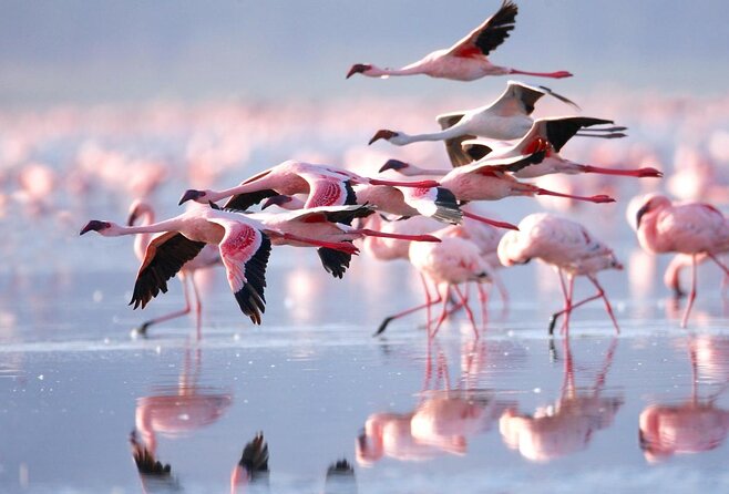 6-Day Aberdare, Lake Nakuru and Masai Mara Safari From Nairobi - Good To Know