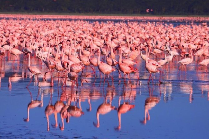 6-Day Aberdare, Lake Nakuru and Masai Mara Safari From Nairobi - Inclusions and Services