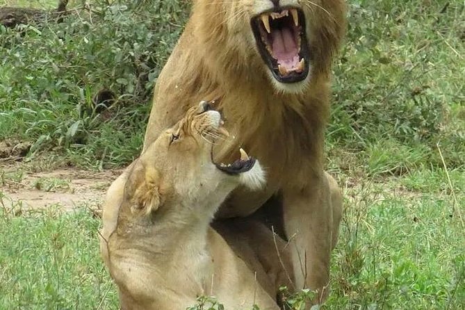 6- Day Adventure Lodge Safari to See Migration - Booking Information