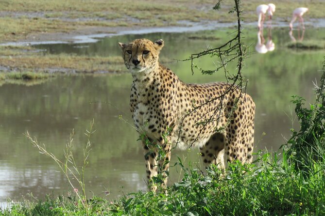 6- Day Adventure Lodge Safari to See Migration - Customer Reviews