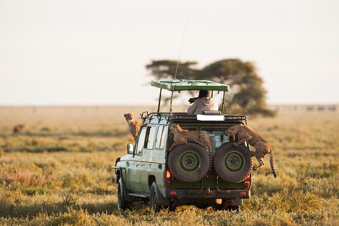 6-Day Amboseli, Nakuru, and Maasai Mara Safari on 4x4 Landcruiser - Frequently Asked Questions
