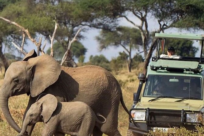 6-Day Amboseli, Nakuru, and Maasai Mara Safari on 4x4 Landcruiser - The Sum Up