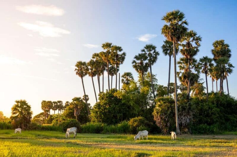 6-Day Authentic Cambodia Tour from Siem Reap to Battambang - An In-Depth Look at the 6-Day Cambodia Tour